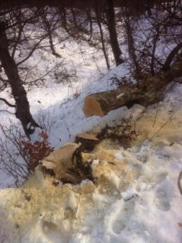 The workers of the conservation unit of “Dilijan” national park detected 7 cases of violations of forest norms on cutting 39 trees 