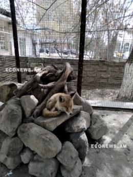 Econews.am environmental information platform has warned of unfavorable conditions of keeping foxes in captivity in the park of Artashat