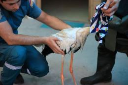 Ջրատարում հայտնված վիրավոր արագիլը տեղափոխվել է ժամանակավոր կացարան