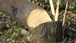 The fight against illegal logging continues