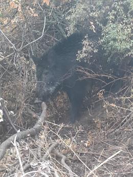 A case of illegal hunting has been recorded