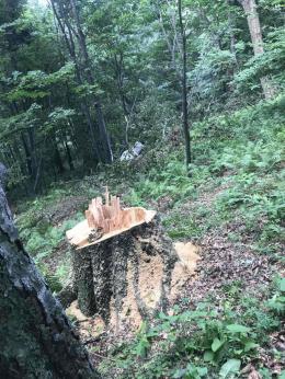 The EPMIB found 2,173 illegally felled trees