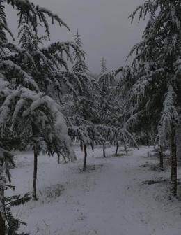 In the photo, the "Zikatar" state reserve of the "Reserve Complex" SNCO of the Ministry of Environment