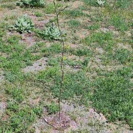 Afforestation works were carried out in Sevan National Park