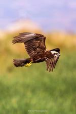 Կենդանական աշխարհ