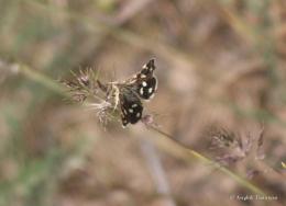 Biodiversity monitoring was carried out in the "Khosrov forest" State Reserve