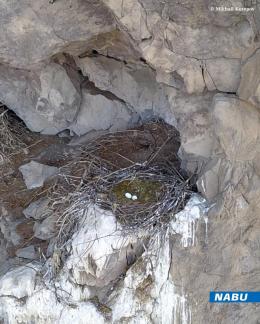 A black stork nest has been discovered for the first time