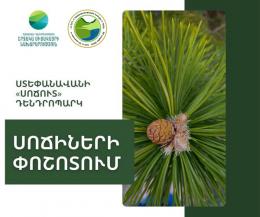 It is the pollination period of pine trees in "Sochut" Dendropark&nbsp;of Stepanavan