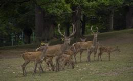 On September 13, the Second Group of Red Deer Bred in "Dilijan" National Park Will Be Released into the Wild within the Framework of the "Reintroduction of the Red Deer in Armenia" Program