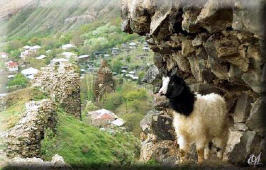 Կենդանական աշխարհ