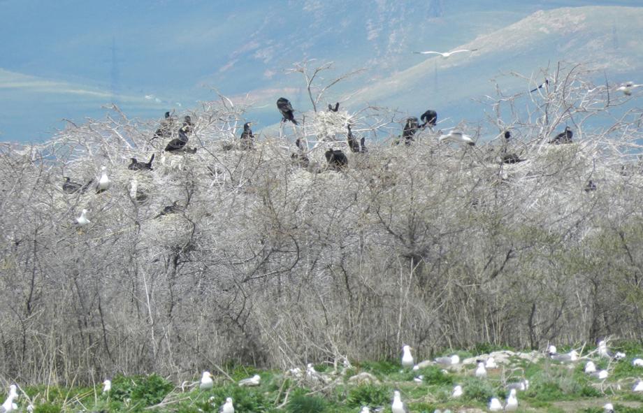 Կենդանական աշխարհ