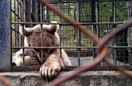 Անազատ և կիսաազատ պայմաններում վայրի կենդանիների պահման և օգտագործման գործընթացն ավելի կանոնակարգված և վերահսկելի կդառնա