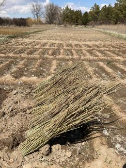 Another 10.000 trees will be planted on the shores of Lake Sevan within the framework of "10 million trees" initiative