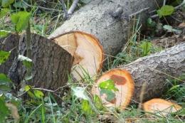 Detected a case of illegal cutting of trees in "Dilijan National Park"