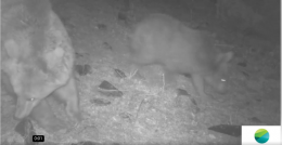 Cameras captured a brown bear with its puppy