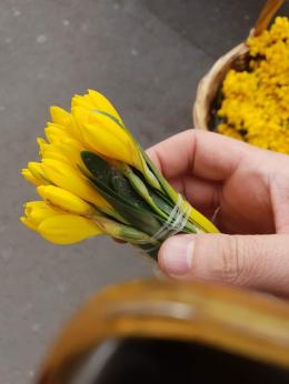 The Red Book-listed endangered plant species Sternbergia fischeriana (yellow snowdrop) in the streets of the capital