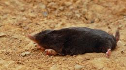 Not a single falling mole has been found on the territory of the Dilijan National Park