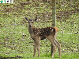 Կովկասյան ազնվացեղ եղջերուների բազմացման կենտրոնը համալրվել է ևս երկու ձագուկներով