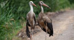 The issue of stork contamination is in the spotlight of the Ministry of Environment