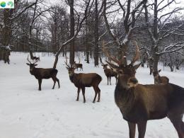 Caucasian Red Deer Breeding Center in Dilijan National Park