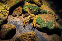 "ArmDiving" divers club NGO photographed the bottom of Lake Sevan