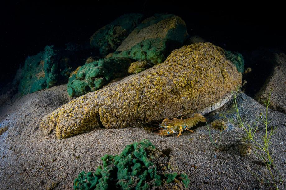 The floor of Lake Sevan