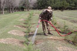 Համապետական ծառատունկ