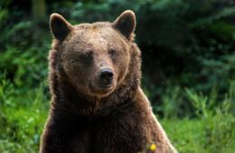 The conflict between human and wild animals in the center of attention of the Ministry of Environment