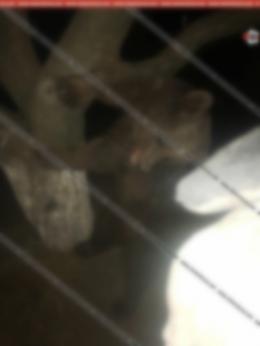 A bear cub was found in the trap