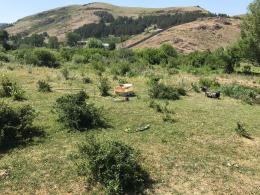 Aviation-chemical fight against forest pests and diseases are in progress