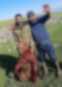 Newspress.am website has alerted about brutally murdered brown bear cub in Armavir region