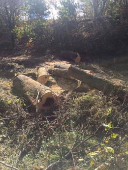 Cases of violations of norms on illegal cutting of 96 trees were detected in the area of “Dilijan” national park SNCO