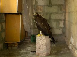 The discovered golden eagle has been released into the wild