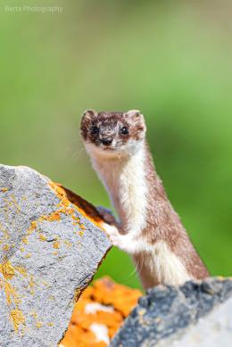 Հայաստանի ամենափոքր գիշատիչը`  աքիսը